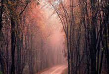 阿尔萨德在主场擒获宝山龙